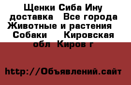 Щенки Сиба Ину доставка - Все города Животные и растения » Собаки   . Кировская обл.,Киров г.